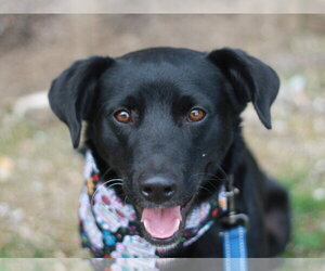 Labrador Retriever-Unknown Mix Dogs for adoption in Cookeville, TN, USA