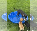 Small #5 Labrador Retriever Mix