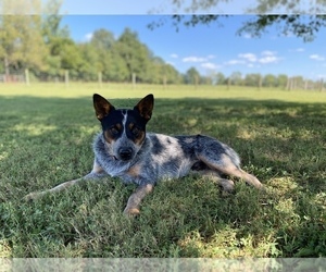 Father of the Australian Cattle Dog puppies born on 03/02/2022