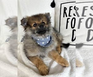 Pomeranian Puppy for sale in GREENFIELD, IN, USA