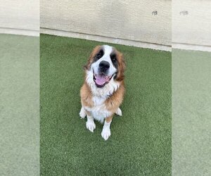 Saint Bernard Dogs for adoption in phoenix, AZ, USA