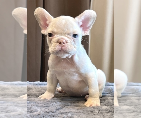 Medium Photo #2 French Bulldog Puppy For Sale in WEST HOLLYWOOD, CA, USA