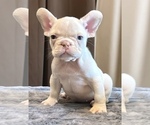 Small #1 French Bulldog