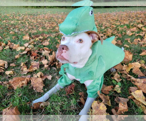 Medium Photo #5 American Pit Bull Terrier-Unknown Mix Puppy For Sale in Germantown, OH, USA