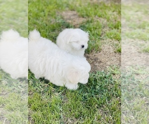 Maltese Puppy for Sale in BAKERSFIELD, California USA