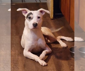 American Pit Bull Terrier-American Staffordshire Terrier Mix Dogs for adoption in Greenville, SC, USA