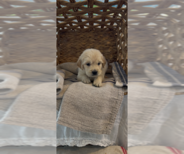 Medium Photo #16 Golden Retriever Puppy For Sale in MERCED, CA, USA