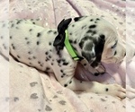 Small Photo #22 Dalmatian Puppy For Sale in TEMPLE, TX, USA