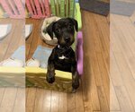Small Photo #4 Labrador Retriever-Unknown Mix Puppy For Sale in Boston, MA, USA