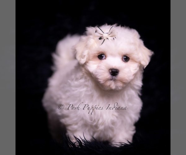 Medium Photo #23 Maltese Puppy For Sale in WARSAW, IN, USA