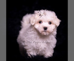 Small #2 Maltese