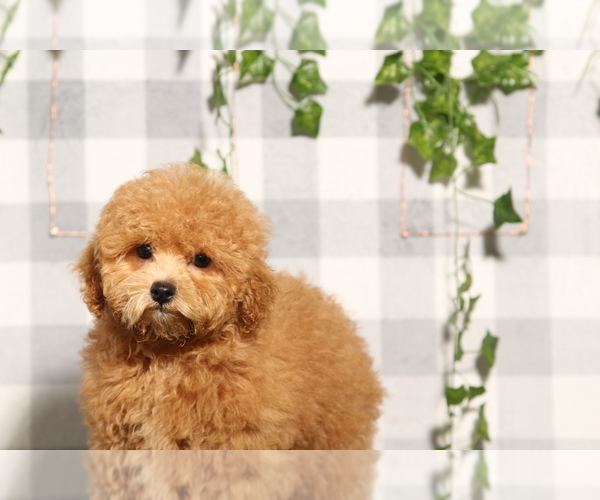 Medium Photo #2 ShihPoo Puppy For Sale in MARIETTA, GA, USA