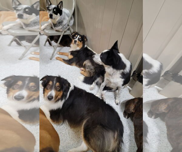 Medium Photo #6 Australian Shepherd Puppy For Sale in Highland, IL, USA