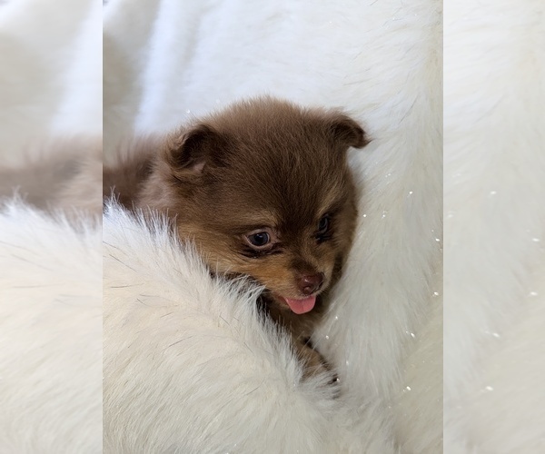 Medium Photo #4 Pomeranian Puppy For Sale in JOLIET, IL, USA