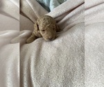 Puppy Puppy 4 Poodle (Miniature)