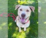 Small Labrador Retriever Mix