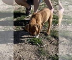 Small Photo #98 Rhodesian Ridgeback Puppy For Sale in MORONGO VALLEY, CA, USA