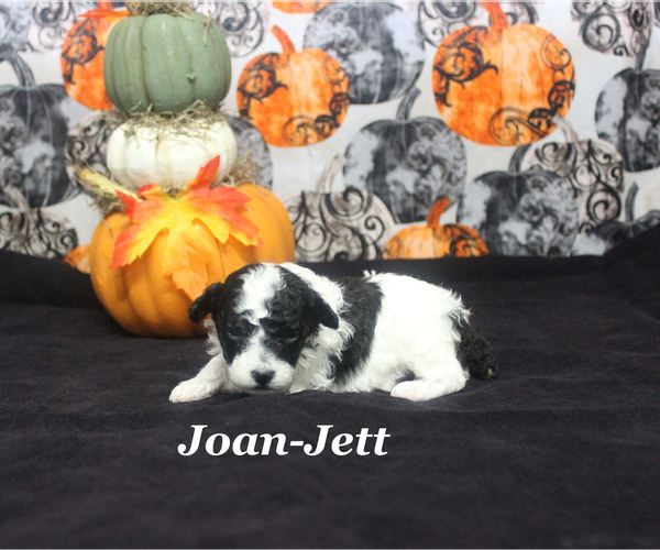 Medium Photo #6 Poodle (Toy) Puppy For Sale in CHANUTE, KS, USA