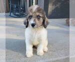 Small Photo #7 Labradoodle Puppy For Sale in FRANKLIN, IN, USA