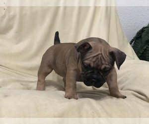 American Bully Puppy for sale in PORTERVILLE, CA, USA