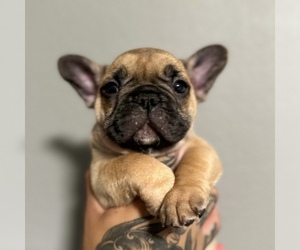 French Bulldog Puppy for sale in LAS VEGAS, NV, USA