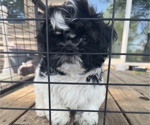 Shih Tzu Puppy for sale in SPIRIT LAKE, IA, USA