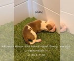 Puppy Honor American Bulldog