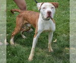 Small #4 American Bulldog-American Staffordshire Terrier Mix