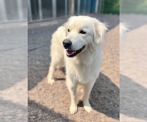 Great Pyrenees-Unknown Mix Dogs for adoption in Webster, WI, USA