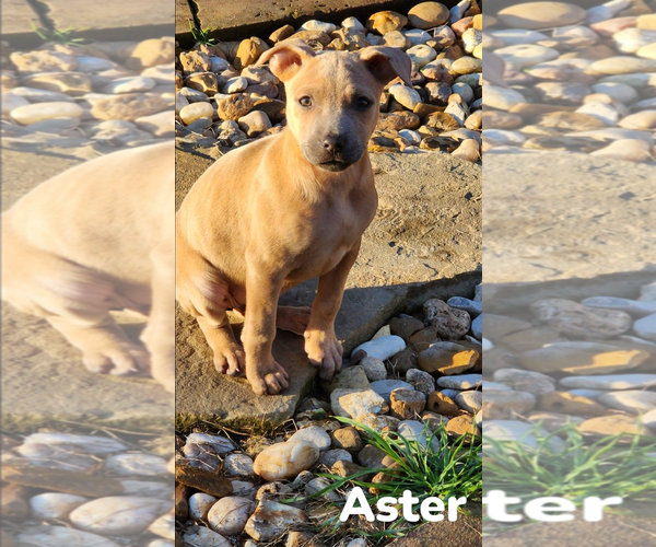 Medium Photo #8 American Staffordshire Terrier-Black Mouth Cur Mix Puppy For Sale in Spring, TX, USA