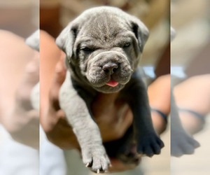 Cane Corso Litter for sale in AKRON, OH, USA