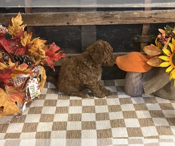 Medium Photo #2 Cavapoo (Miniature) Puppy For Sale in FULTON, KS, USA