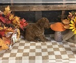 Annie - Female Cavapoo (Miniature) Puppy for Sale - Photo #2
