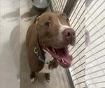 Small American Pit Bull Terrier