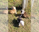 Small Photo #4 Staffordshire Bull Terrier Puppy For Sale in CONWAY, SC, USA