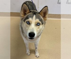 Siberian Husky Dogs for adoption in Placerville, CA, USA