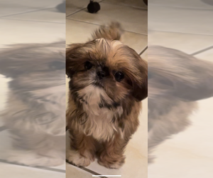 Shih Tzu Puppy for sale in FREEBURG, IL, USA