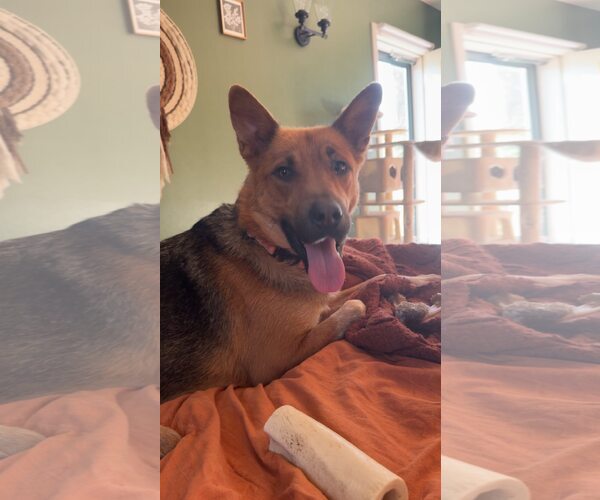 Medium Photo #4 Mutt Puppy For Sale in Coralville, IA, USA
