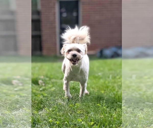 Medium Photo #4 Maltese-Unknown Mix Puppy For Sale in Fultonham, NY, USA