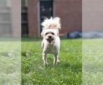 Small #3 Maltese Mix