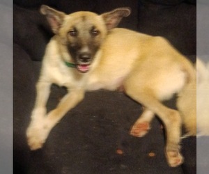 Mother of the German Shepherd Dog-Schnauzer (Standard) Mix puppies born on 06/09/2026