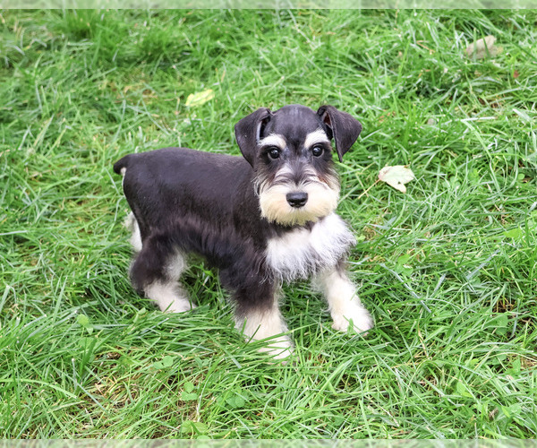 Medium Photo #6 Schnauzer (Miniature) Puppy For Sale in SYRACUSE, IN, USA