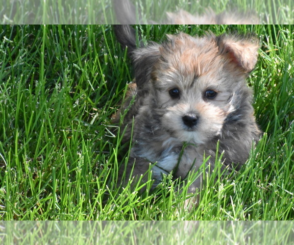 Medium Photo #1 Yo-Chon Puppy For Sale in ELDORADO, OH, USA