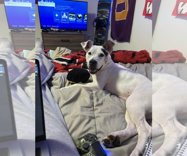Medium Photo #5 American Staffordshire Terrier-Unknown Mix Puppy For Sale in Holly Springs, NC, USA