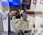 Small #4 American Staffordshire Terrier Mix