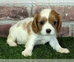 Small #2 Cavalier King Charles Spaniel