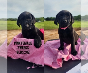 Labrador Retriever Puppy for sale in ARITON, AL, USA