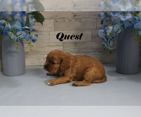 Medium Photo #6 Cavalier King Charles Spaniel Puppy For Sale in CHANUTE, KS, USA