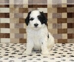 Kirby - Male Bernedoodle (Miniature) Puppy for Sale - Photo #3