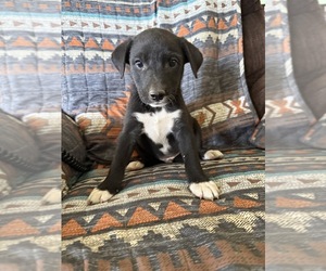 Border-Aussie Puppy for sale in MOUNT PLEASANT, IA, USA